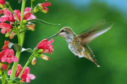 hummingbird-wind effect