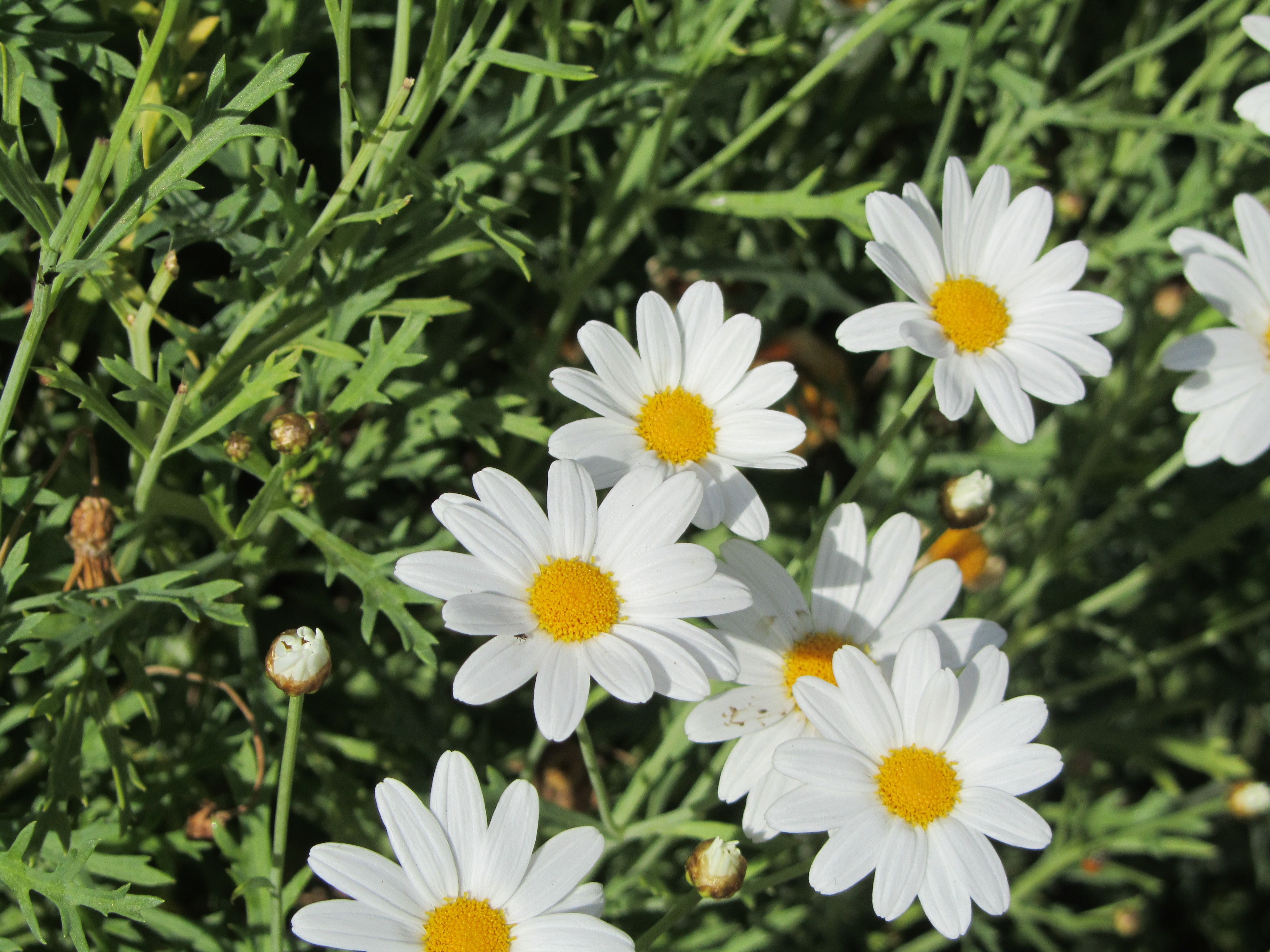 daisies - original