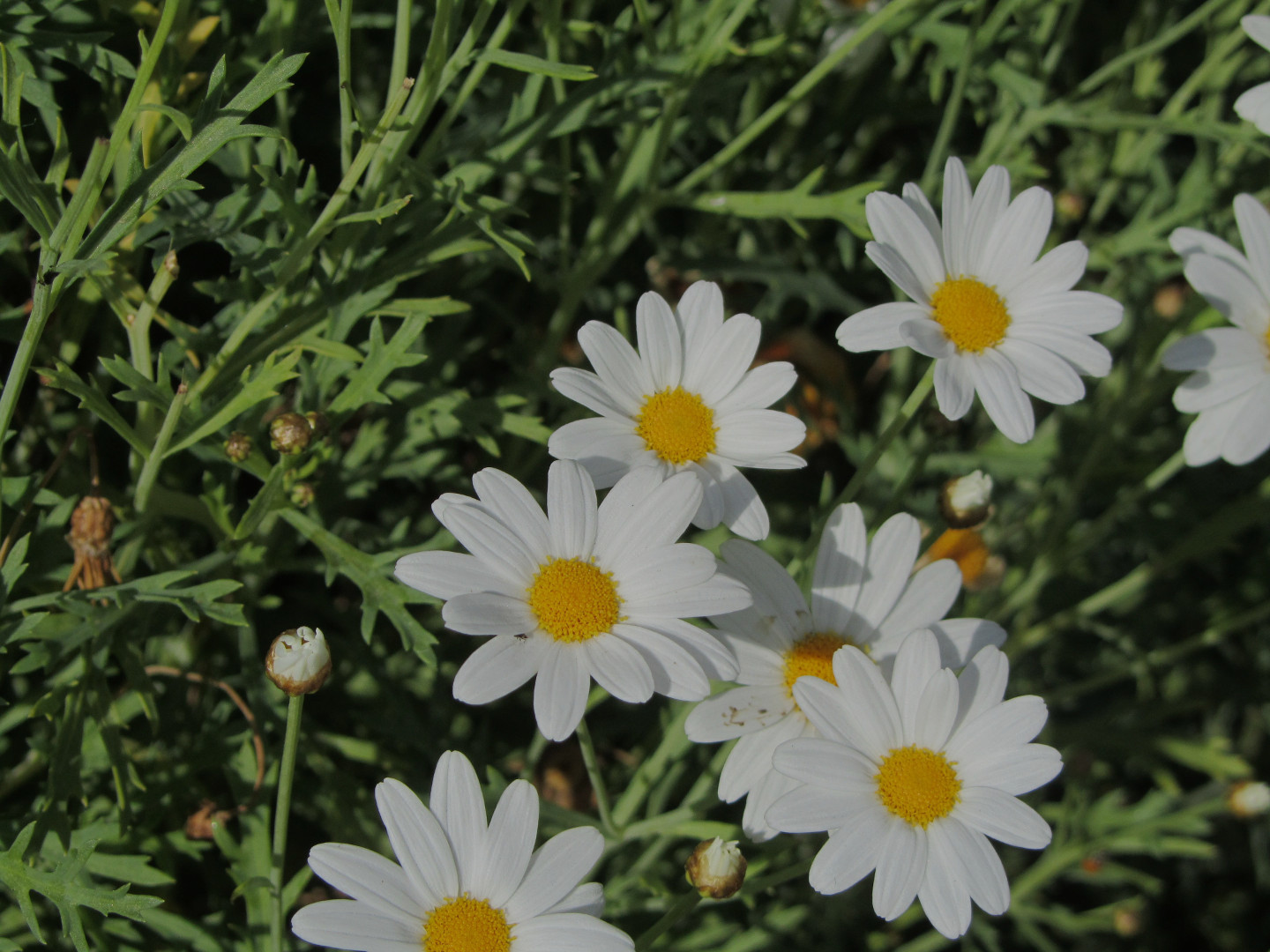 daisies_web