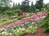 Washington Park Rose Garden