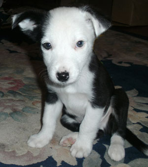 puppy for petting