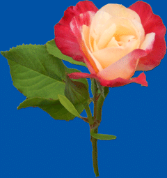 Rose2 with index transparent-png