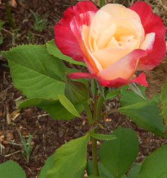 Rose2 original
