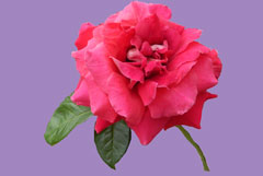 Rose3 with solid background-jpg
