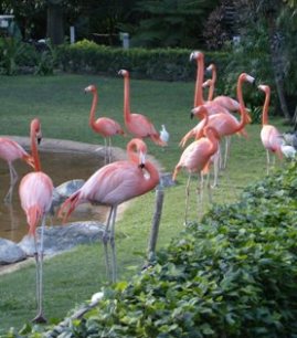 Flamingoes