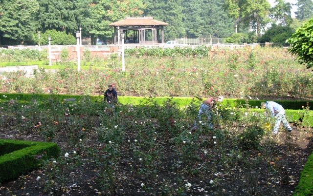 UPS at Peninsula Park Rose Garden