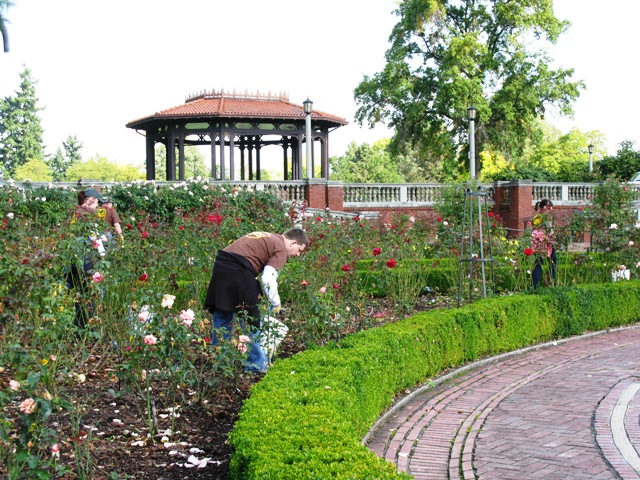 UPS at Peninsula Park Rose Garden