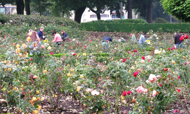 UPS at Peninsula Park Rose Garden