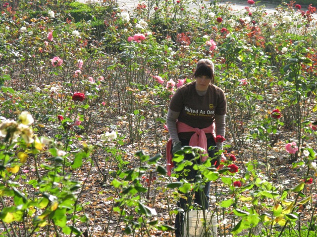 UPS at Peninsula Park Rose Garden