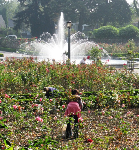 UPS at Peninsula Park Rose Garden
